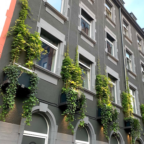 Bild "Otto Blumen:otto-fassadenbegruenung.jpg"